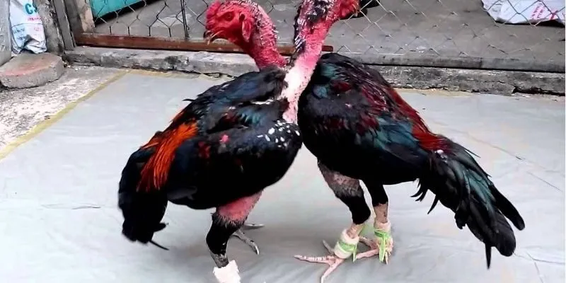 chien-ke-duoc-huan-luyen-so-huu-kha-nang-chien-dau-tot