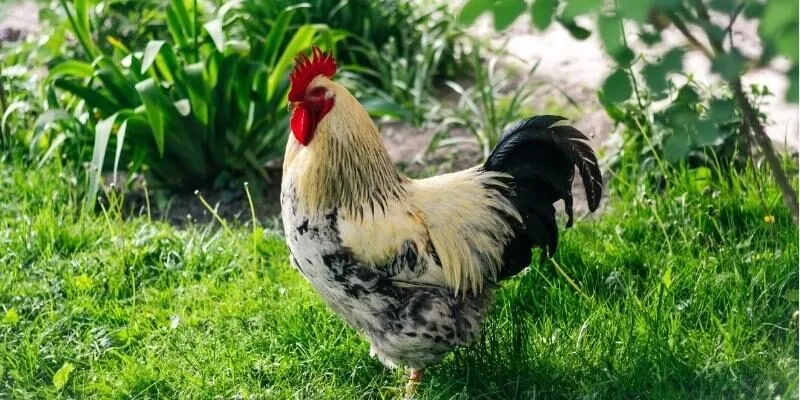 cong-game-cung-cap-trang-web-ca-cuoc-dau-ke-on-dinh