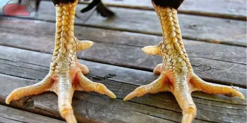 dac-diem-tham-my-quan-trong-the-hien-suc-manh-chien-ke