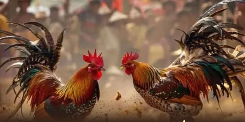 trai-nghiem-da-ga-yo88-voi-thao-tac-cuc-don-gian